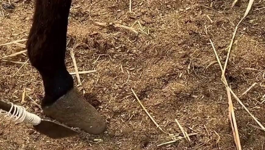 马必须要装马蹄铁吗,马为什么要佩戴马蹄铁