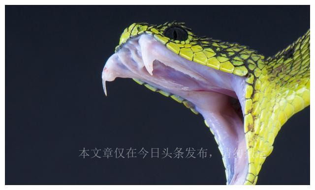 捉蛇人的故事,女人捉蛇的下场