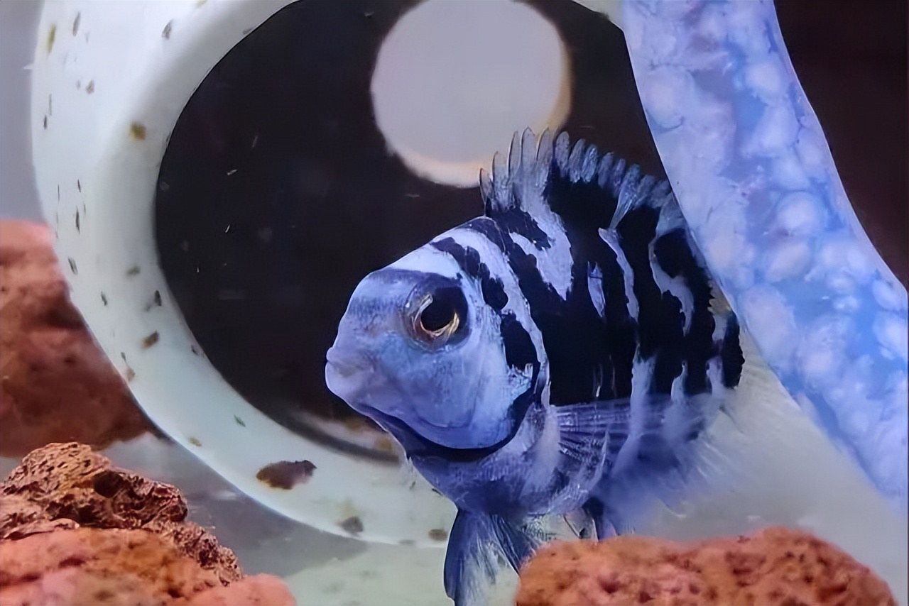 小缸什么观赏鱼最好养又存活率高,适合新手小缸养的小型温顺观赏鱼