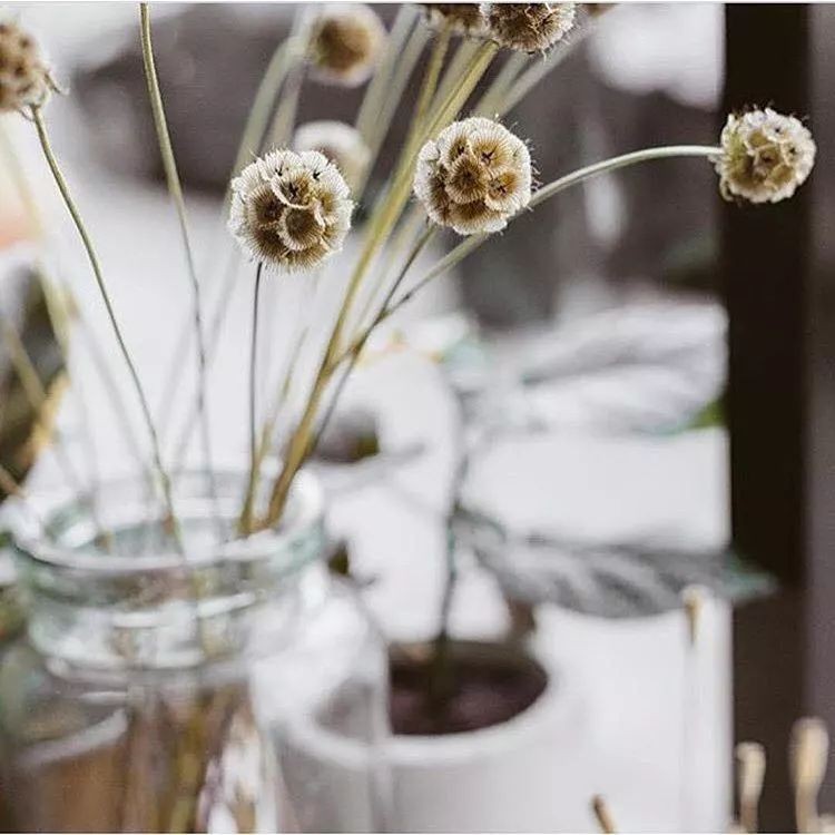 闀垮緱鍍忚冻鐞冧竴鏍风殑妞嶇墿,鍜岃冻鐞冩湁鍏崇殑妞嶇墿