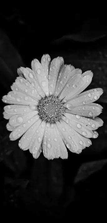 花朵黑白手绘图,黑白图片花朵