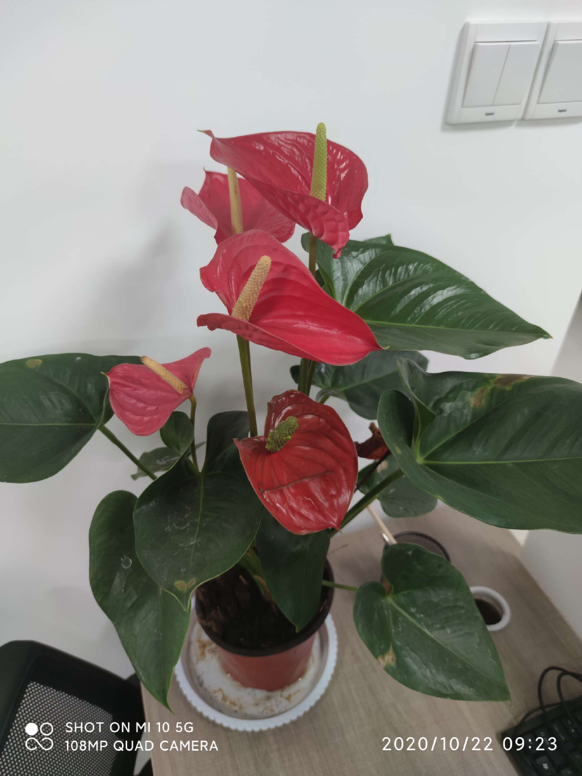 小米高端旗舰小米10上手体验,小米10至尊纪念版小白测评定制版