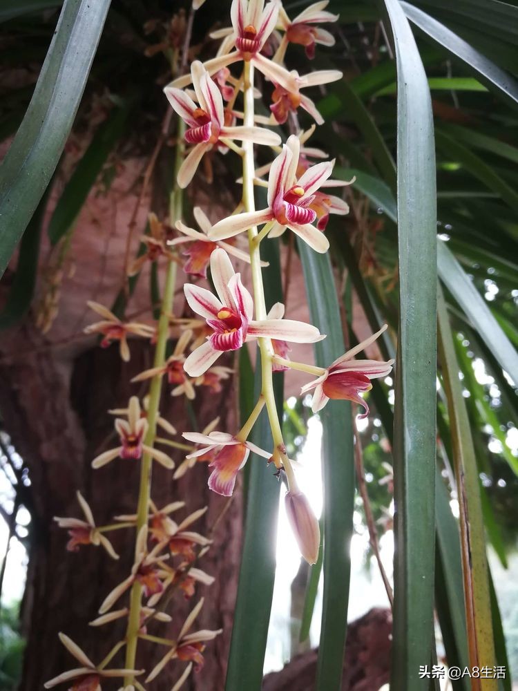 带你认识中华兰花纹瓣兰,顶级纹瓣兰图片