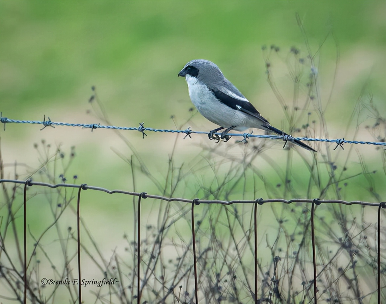 真实大象图片大全可爱,真实野生大象图片