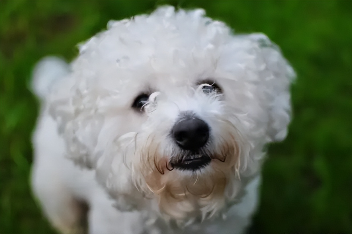 养比熊千万要记住的饲养知识,养比熊的正确方法和注意事项