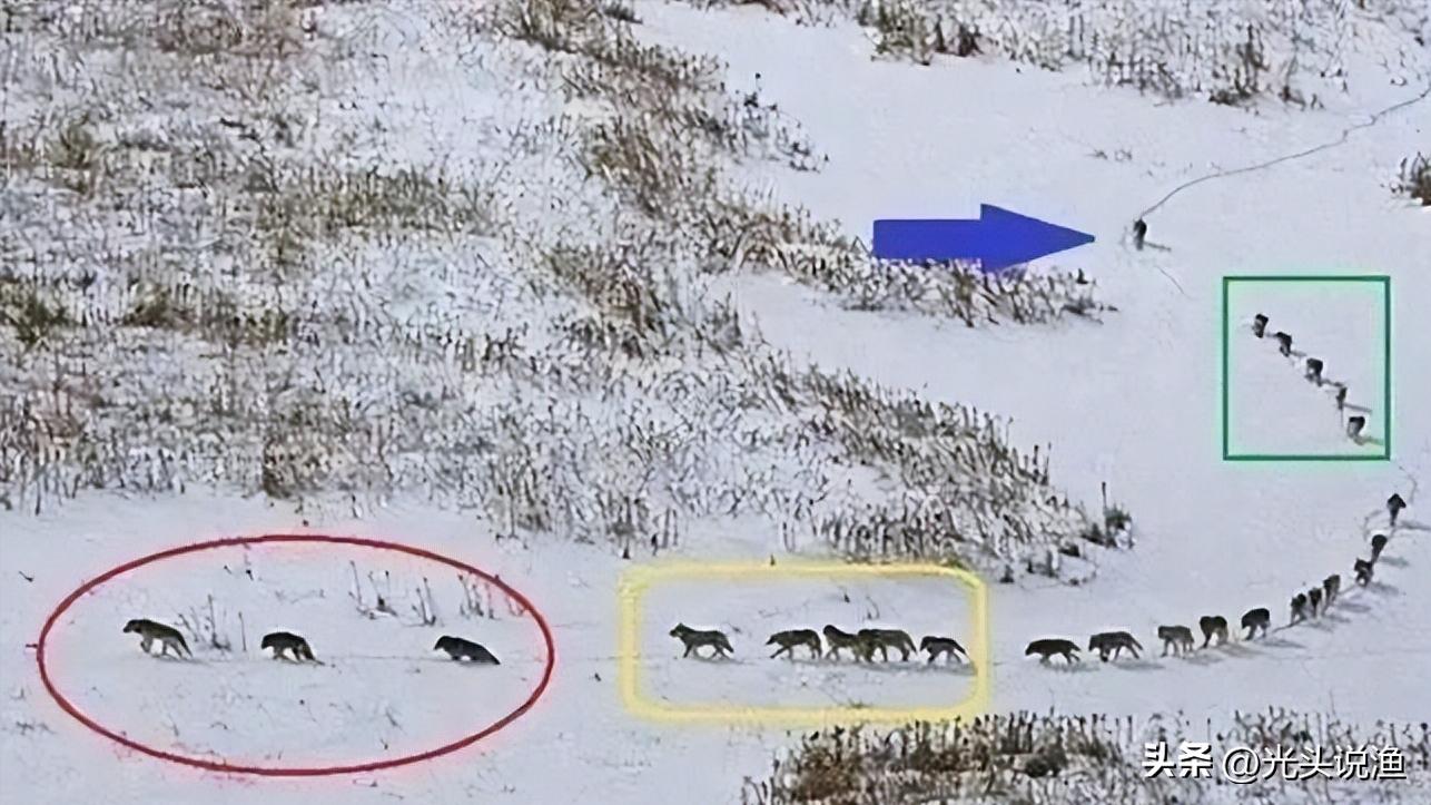 被狼王咬断双腿，终生成为奴隶，狈的一生有多凄惨？