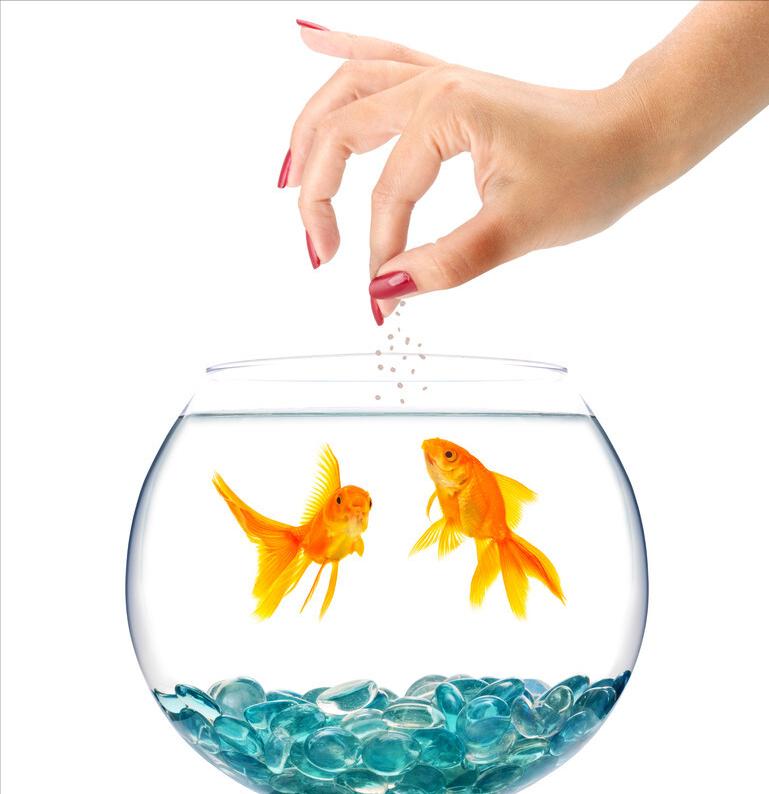 金鱼好养吗养金鱼的注意事项,金鱼怎么养才能养好不生病