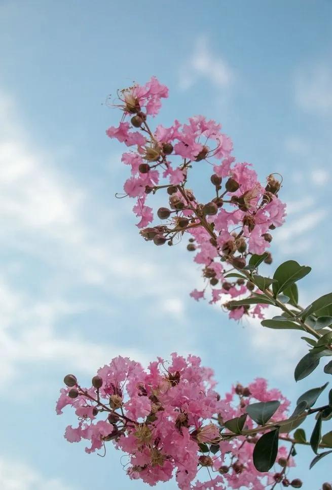 紫薇花壁纸高清全屏,唯美紫壁纸