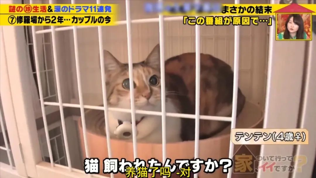 太刺激！日本节目采访订婚情侣，竟意外当场捉奸？！2年后大反转