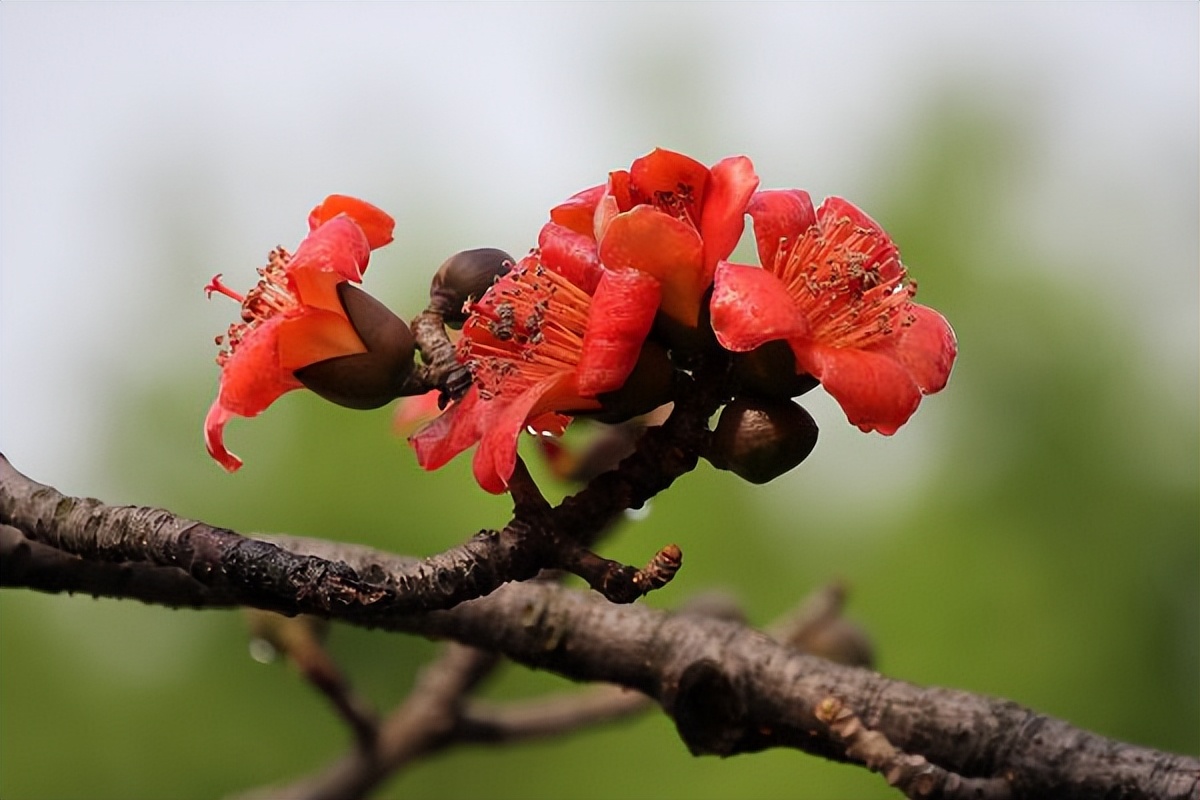 金哥亲身体验，客观评价攀枝花的城市发展！不知道其他朋友赞同吗