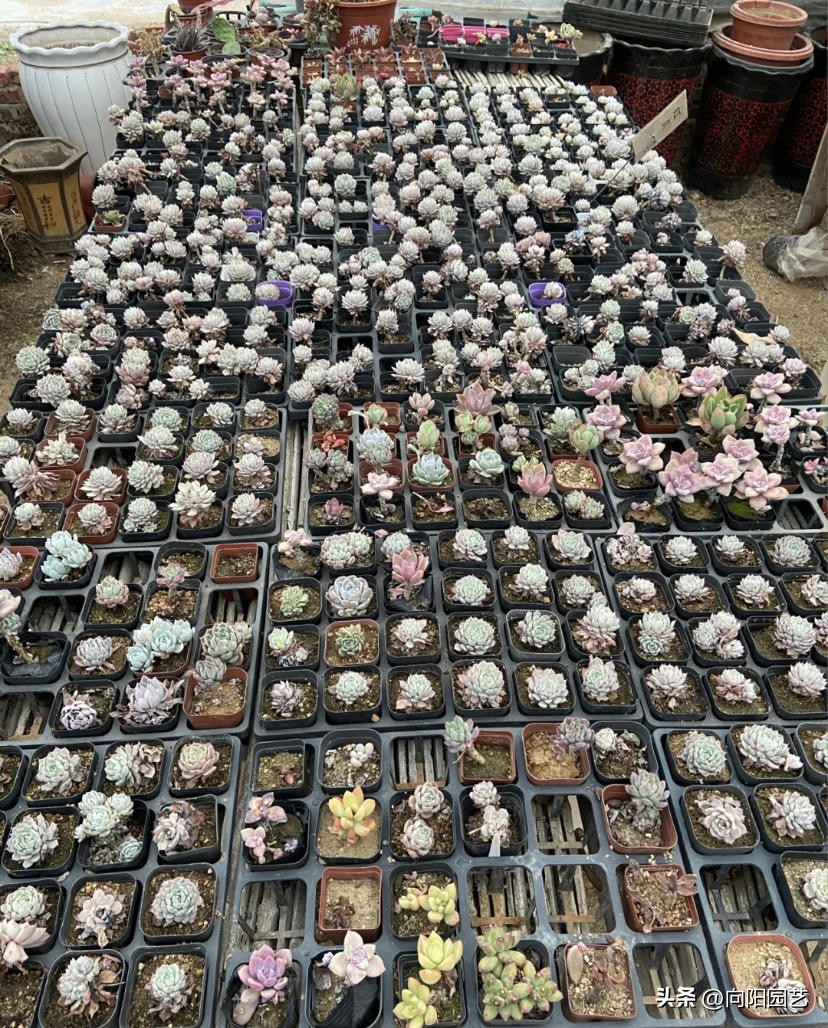 花卉生意有多少利润,花卉生意好做吗赚钱吗