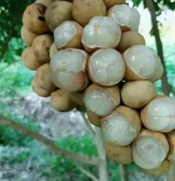 100多种罕见水果欣赏,100种罕见水果名字