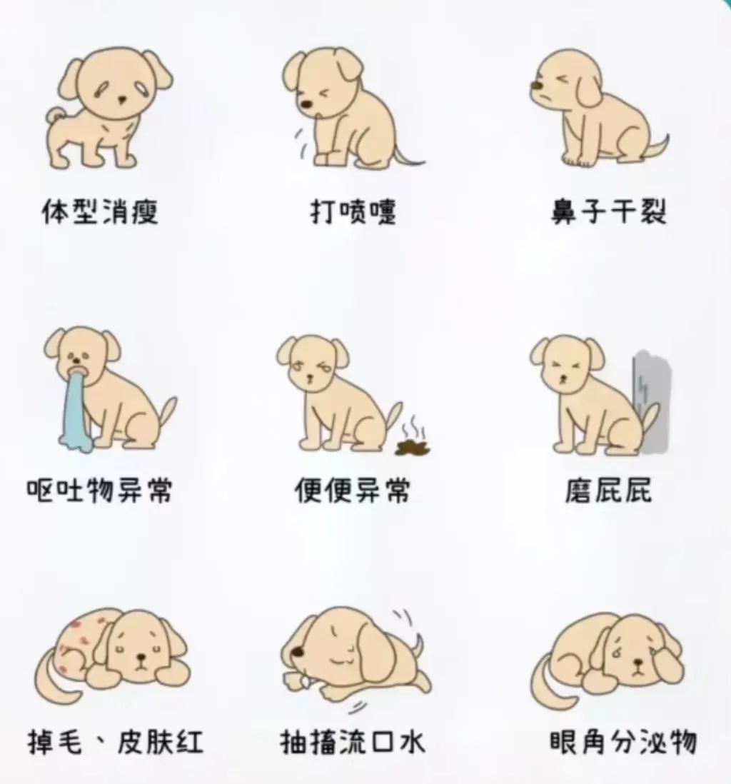 毛孩子应激反应了怎么办,主人应该怎样处理毛孩子的常见病