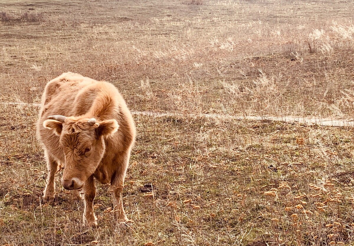 离离原上草一岁一枯荣的翻译,离离原上草一岁一枯荣诗句的意思