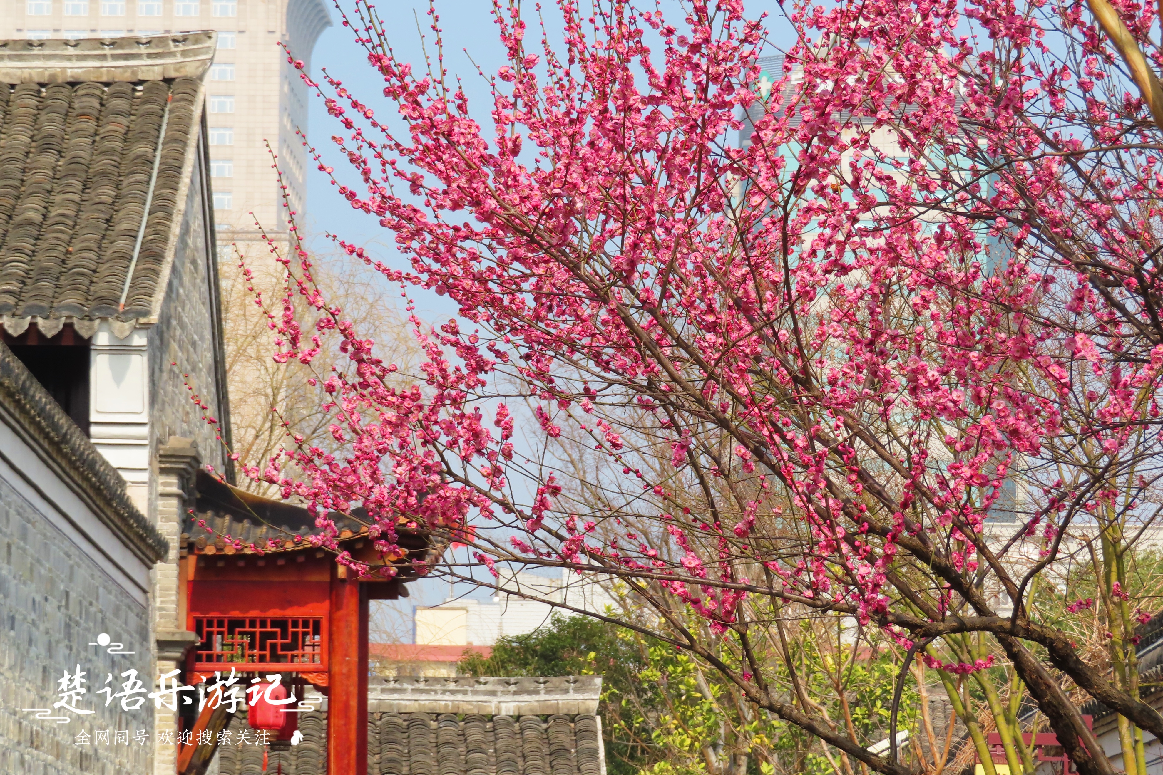 绍兴赏梅全攻略,浙江赏梅最好的地方