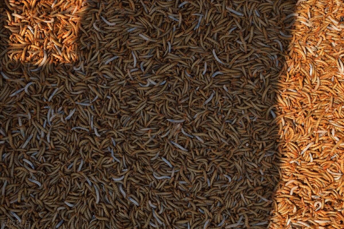 大哥用微波炉烤虫子，年收益高达3000多万元，他是怎么做到的？