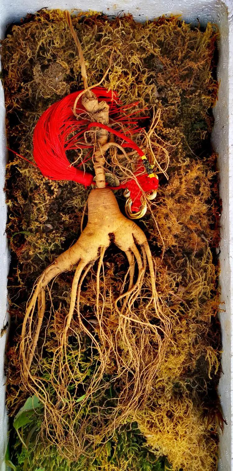 挖参故事结局,挖参奇遇