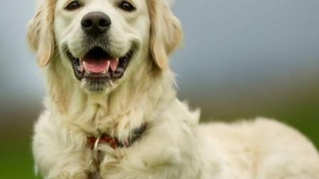 狗狗胰腺炎引起的原因该怎么治疗,狗狗胰腺炎的原因和治疗