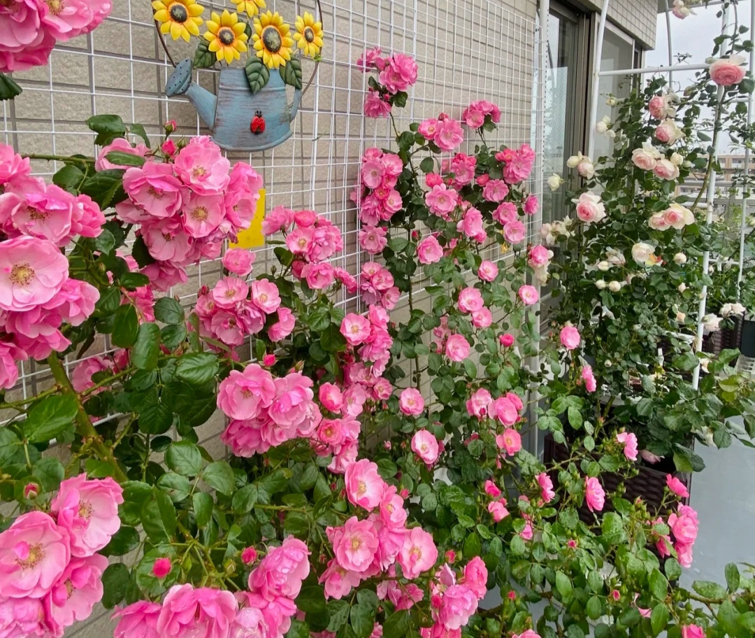 光照不足也能猛开花的藤本月季,抗病好养勤花的藤本月季品种