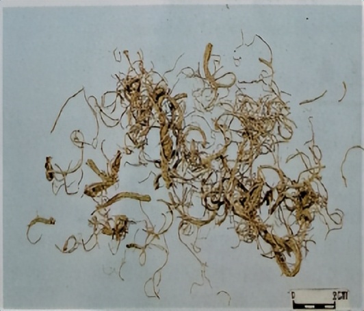 中医三七药材标准,三七真假对比图片三七主治