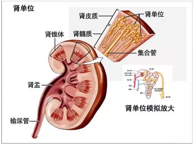肾积水有多严重看完太可怕了,肾积水到底严不严重