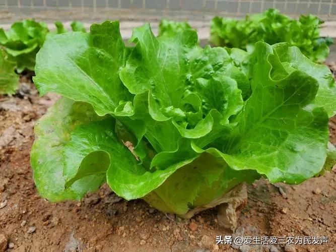 适合阳台冬天种植的10种蔬菜排名,冬季阳台蔬菜种植