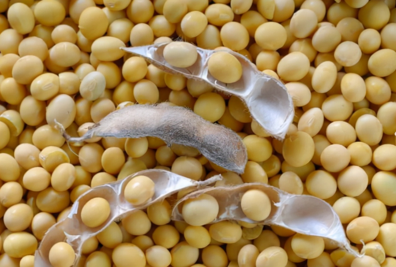 如果缺少蛋白质需要吃什么食物,食补蛋白质吃什么最好