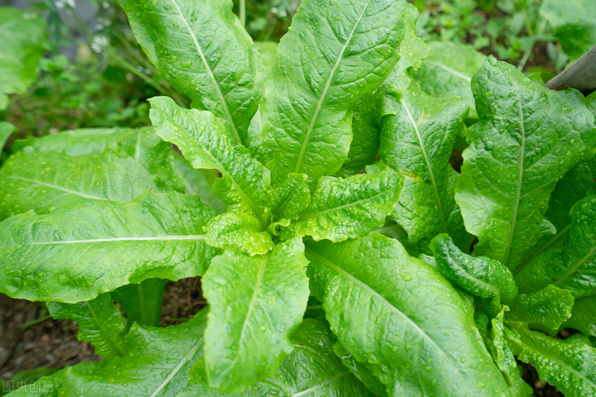 云南今日菜价查询最新蔬菜价格表,2024年1月7日云南蔬菜价格一览表