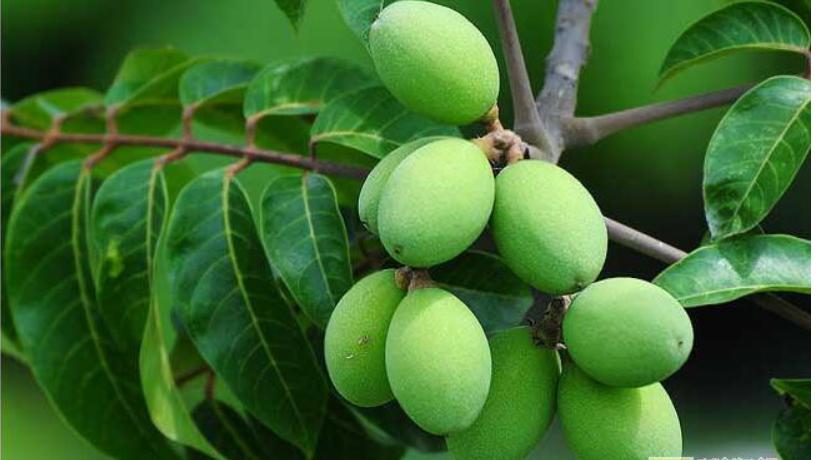 食用油挑花眼怎么办,食用油应该怎样选