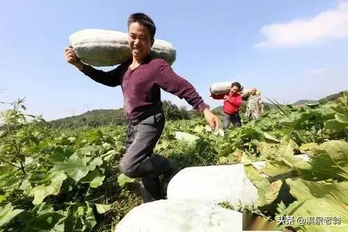 冬瓜种植管理技术五十字,种植高产黑皮冬瓜