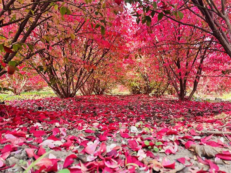 这种“燃烧的灌木”好看又好养，就像秋天里的一把火