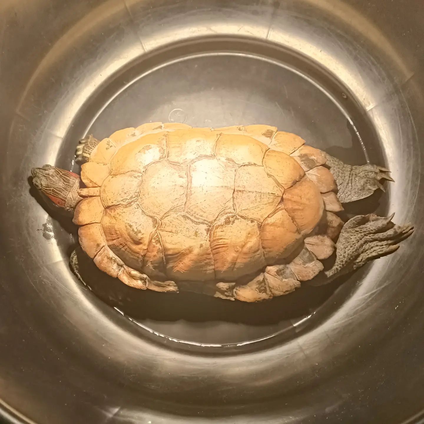 巴西龟吃什么最健康最好呢,巴西龟饮食搭配