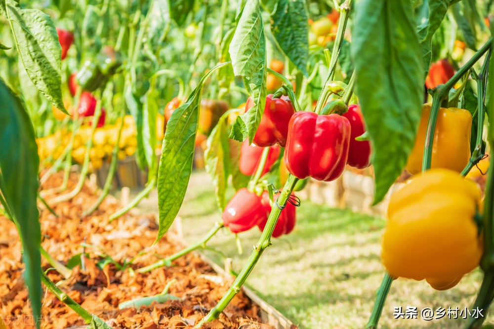 辣椒缺什么素易黄叶掉叶,辣椒缺镁黄叶怎么办