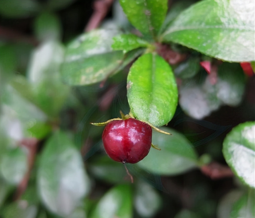 白花红果艳如脂——基及树