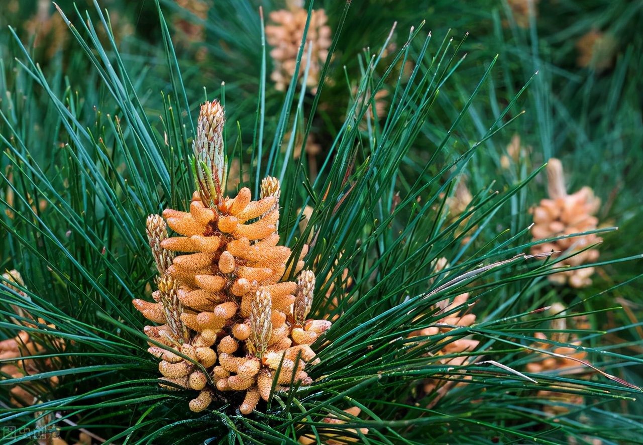 有一种花粉，落入井中，凡饮此井水者，家中诞女皆俊美