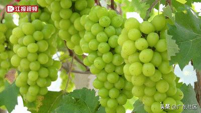 乡村休闲精品在江门：这里藏着个“世外萄园”，快来趣味游园摘果