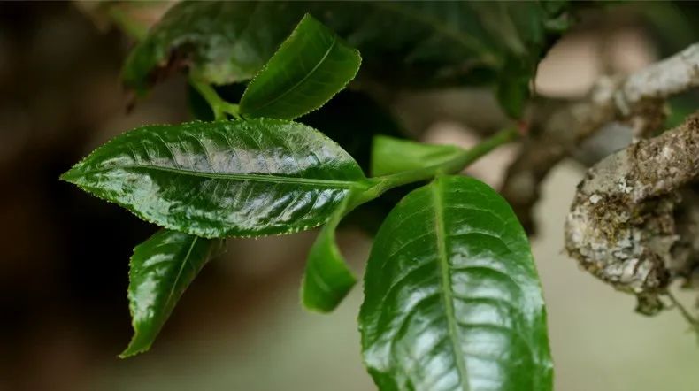 冰岛茶叶五寨价格,冰岛五寨普洱生茶价格