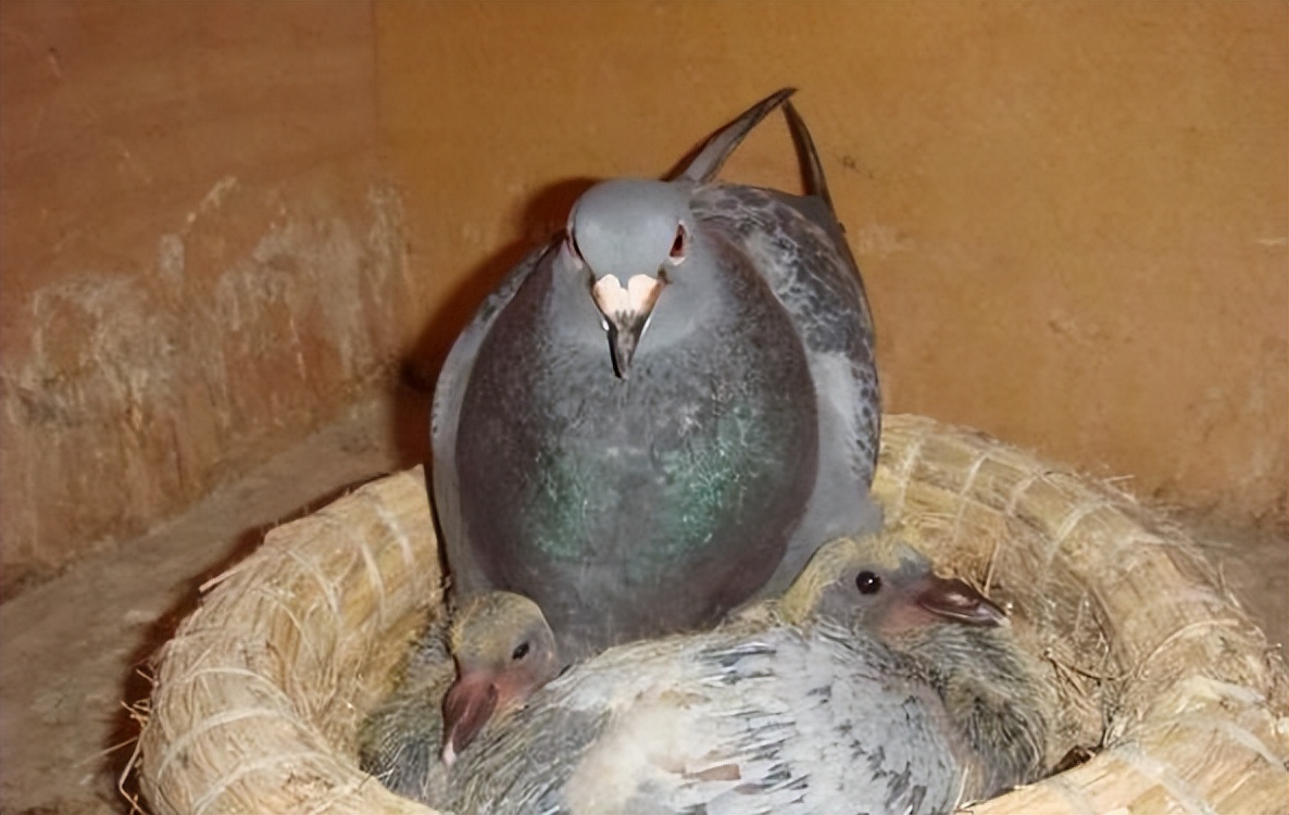 鸽子先清理呼吸道还是毛滴虫,给鸽子清理呼吸道用什么药