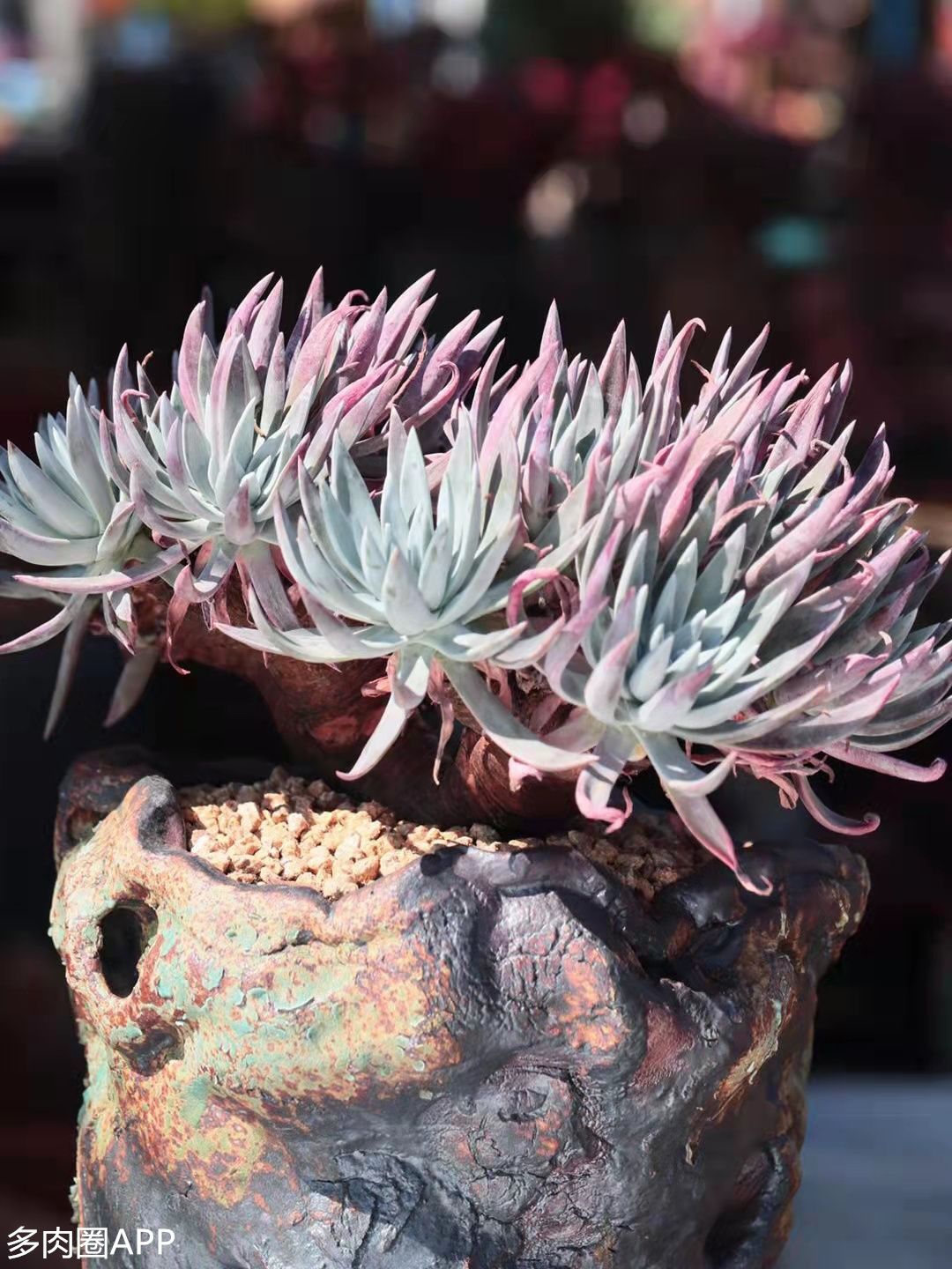 仙女杯的养殖方法和注意事项,仙女杯怎么养才能爆多头