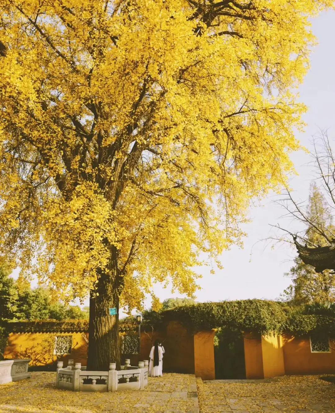 苏州秋季旅游最值得去的地方,苏州赏秋一日游攻略