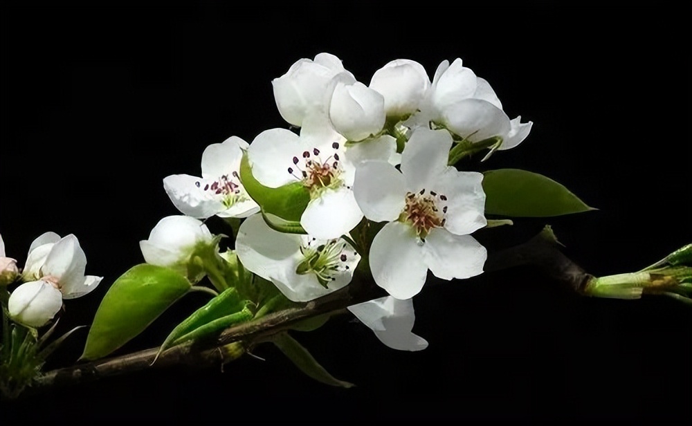 春天常见的十种花,春季旅游观赏的花