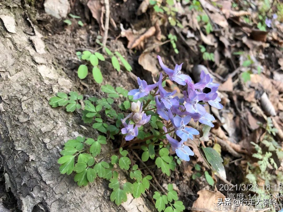 首阳山穿越大坪梁景色怎么样,大坪梁穿越到首阳山攻略