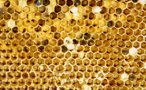 150元一斤深山养蜂蜜,100岁夫妻深山隐居养蜂吃蜜