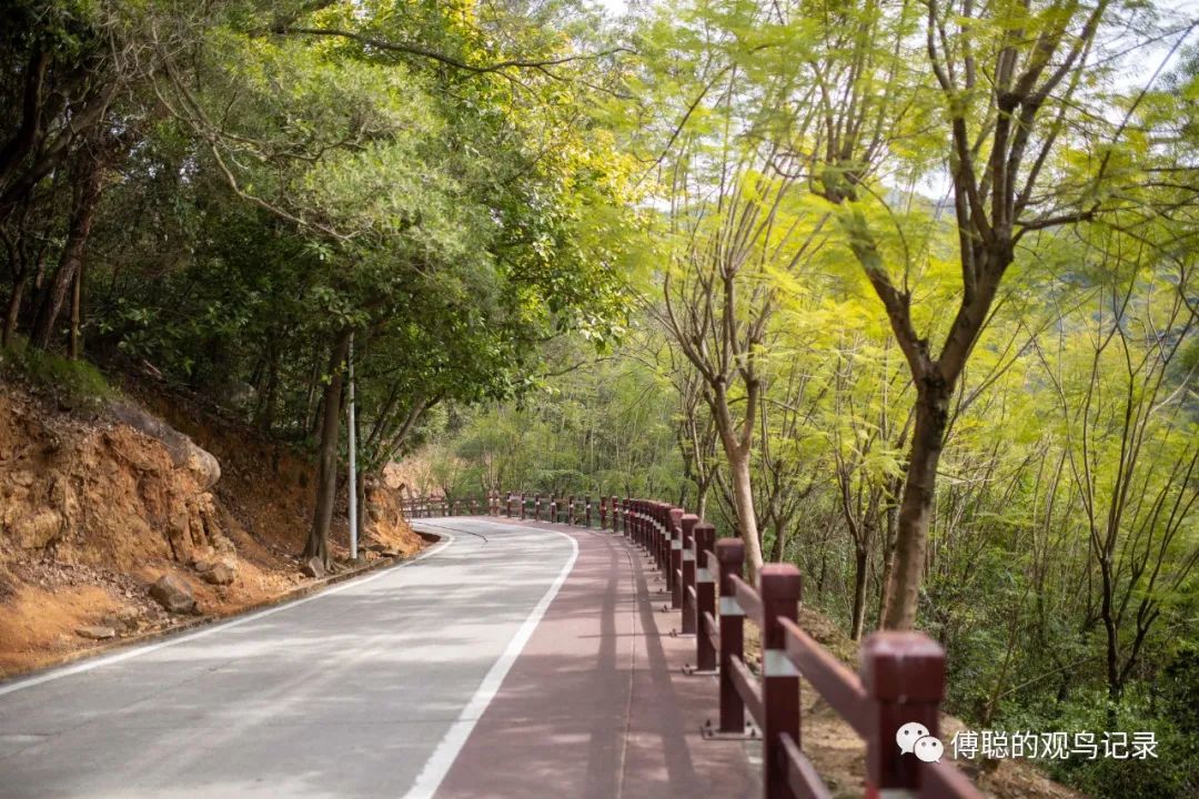 厦门天竺山森林公园旅游攻略,厦门天竺山森林公园步道