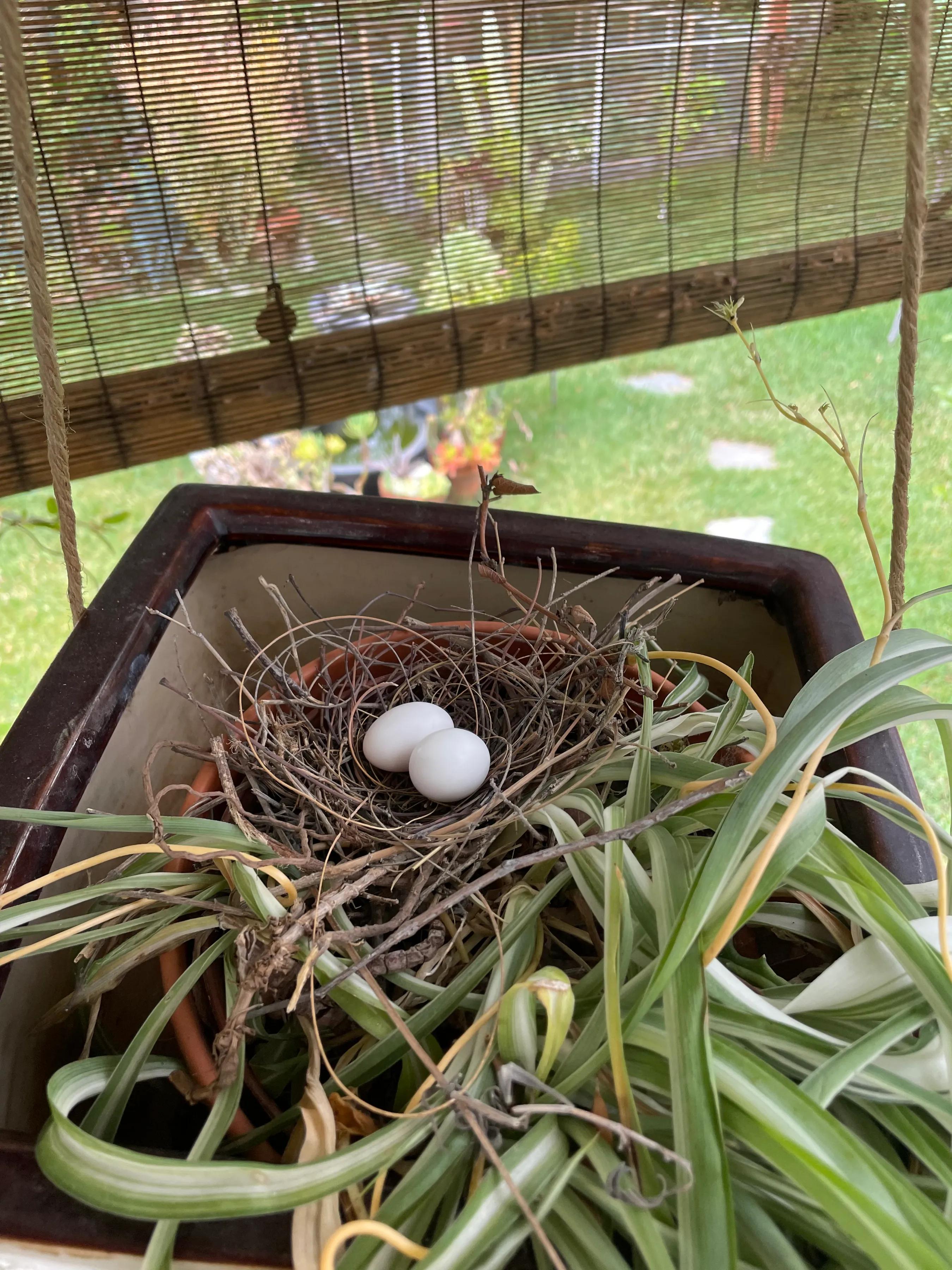 母亲的签证延期——逃离洛杉矶（之三）