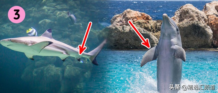 怎么防止鲨鱼进入沙滩,如果发现鲨鱼怎么办