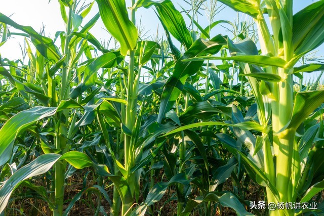 亩产2300斤的玉米迪卡653，其耐高温稳产高产潜力大是一大特点