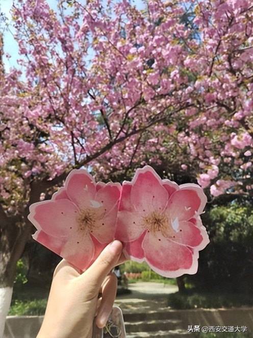 “春见”仙交，樱寄情思