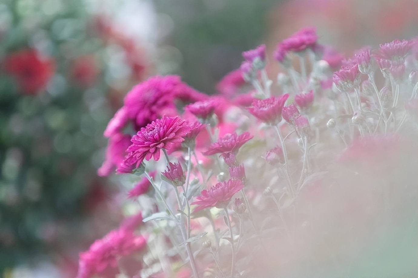 人到五十岁后，发现生儿子和女儿，太不一样了