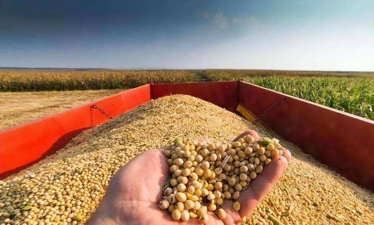 美国对华粮食援助,如果美国不出口粮食给中国会怎样